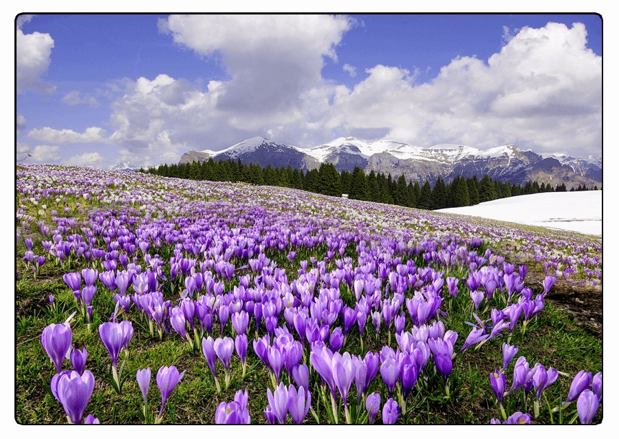 Distese di crocus nel parco nazionale delle dolomiti bellunesi copia 900px 15fps w